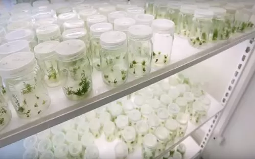 Zachodniopomorski Uniwersytet Technologiczny w Szczecinie zaprasza na studia na nowym kierunku Medycyna roślin 